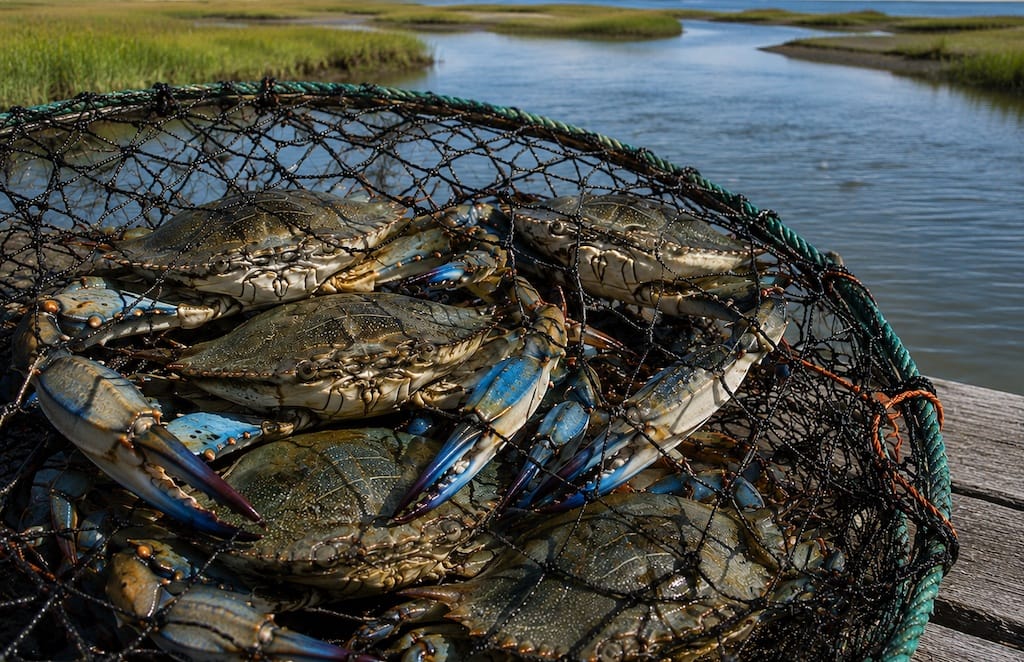 Crabbing on Meetinghouse Pond